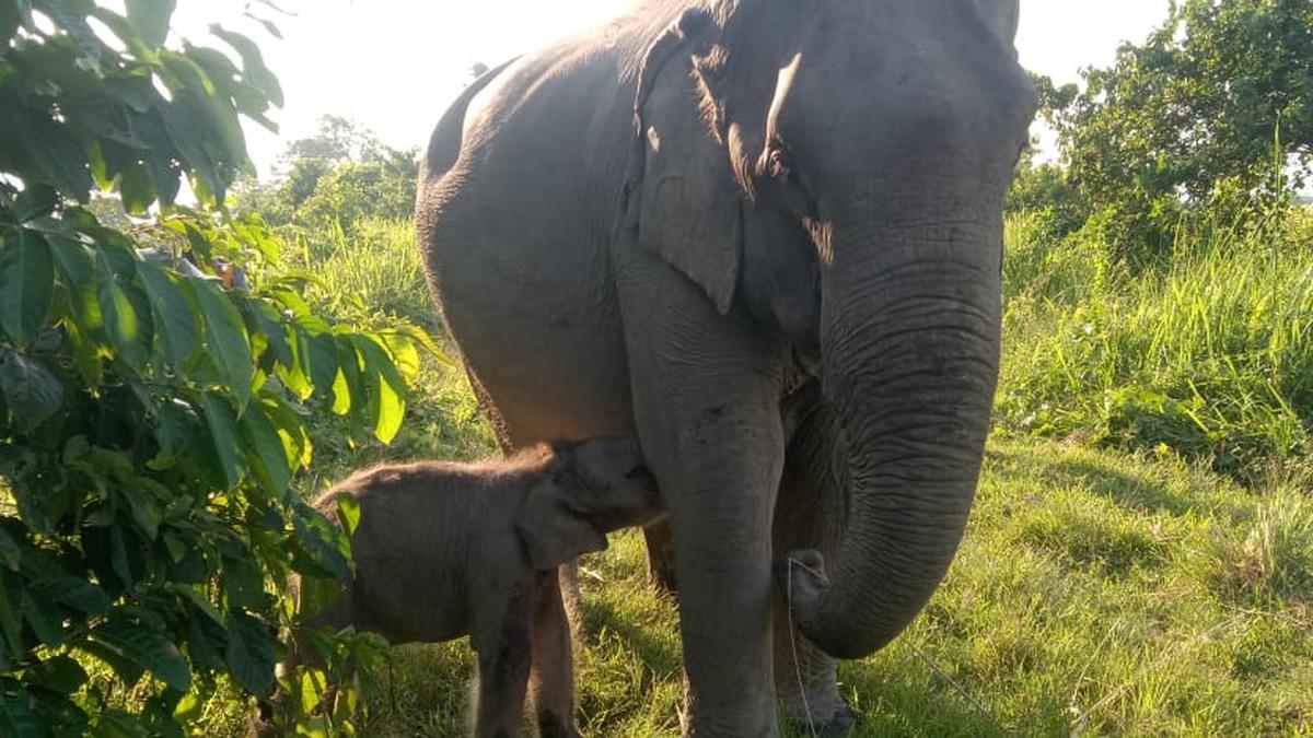 Kaziranga elephant calf named Mayabini in honour of Zubeen Garg